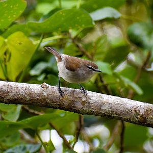 Mangrove Gerygone (Gerygone levigaster)