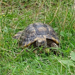 New species 06/2021: Greek Tortoise