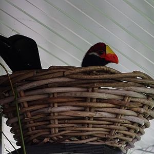 New species 06/2021: Violet turaco