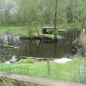 Hobro Minizoo - Swan exhibit