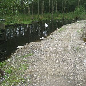 Hobro Minizoo - Swan exhibit