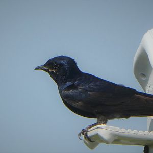Purple Martin