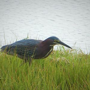 Green Heron
