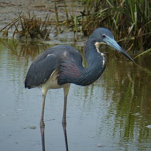 Tricolored Heron