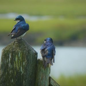 Tree Swallows
