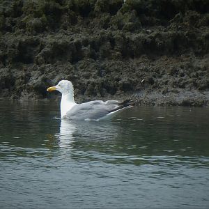 American Herring Gull