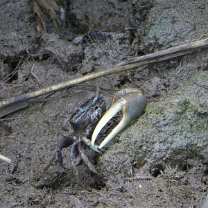 Atlantic Marsh Fiddler Crab