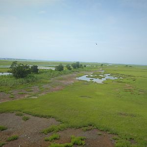 View from Top of Observation Tower