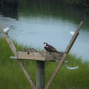 Osprey