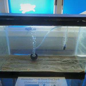 Terrapin Station - Atlantic Horseshoe Crab Growout Tank
