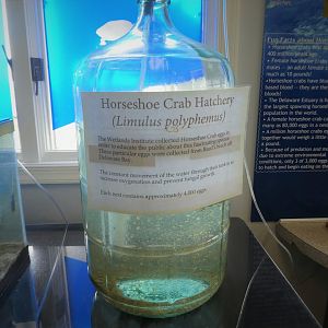 Terrapin Station - Atlantic Horseshoe Crab Hatchery