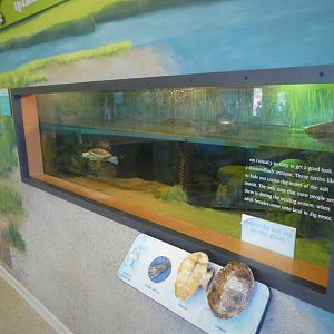 Terrapin Station - Diamondback Terrapin Tank