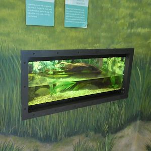 Terrapin Station - Diamondback Terrapin Hatchling Tank