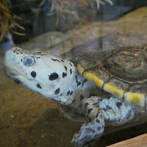 Terrapin Station - Diamondback Terrapin