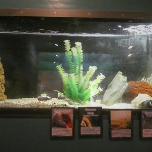 Secrets of the Saltmarsh - Whelk, Shrimp, Sea Bass Tank