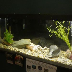 Secrets of the Saltmarsh - Blenny, Mud Crab Tank