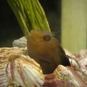 Secrets of the Saltmarsh - Feather Blenny