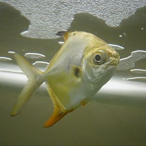 Secrets of the Saltmarsh - Permit