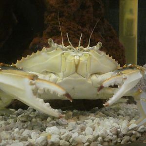 Secrets of the Saltmarsh - Atlantic Blue Crab