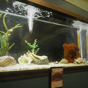 Secrets of the Saltmarsh - Atlantic Blue Crab Tank