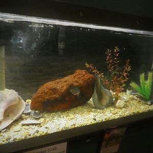 Secrets of the Saltmarsh - Portly Spider Crab Tank