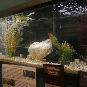 Secrets of the Saltmarsh - Killifish, Flounder, Glass Shrimp, Sea Urchin Tank
