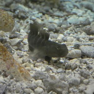 Secrets of the Saltmarsh - Naked Goby