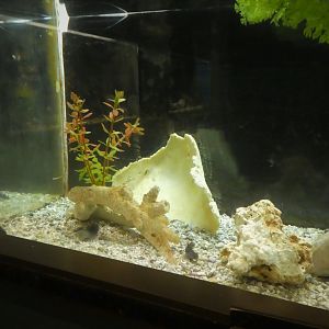 Secrets of the Saltmarsh - Naked Goby Tank