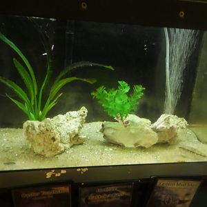 Secrets of the Saltmarsh - Sea Bass, Toadfish, Mudsnail Tank