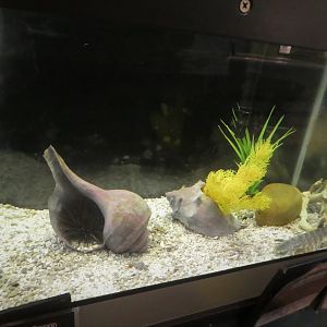 Secrets of the Saltmarsh - Squilla empusa Tank