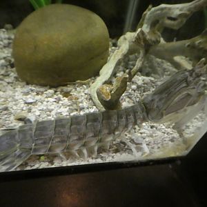 Secrets of the Saltmarsh - Squilla empusa