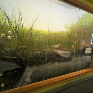 Secrets of the Saltmarsh - Saltmarsh Diorama