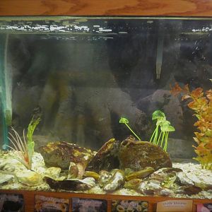 Secrets of the Saltmarsh - Glass Shrimp, Mud Crab, Bivalve, Coral Tank