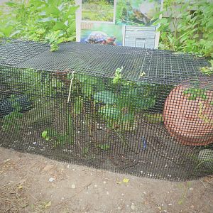 Secrets of the Saltmarsh - Box Turtle Exhibit