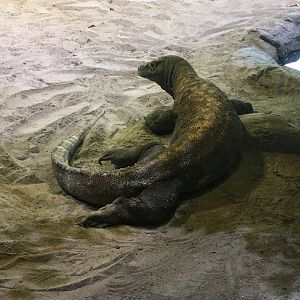 Komodo Dragon