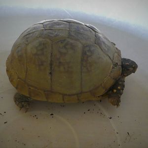 Three-toed Box Turtle