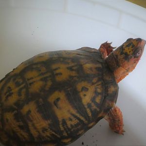 Eastern Box Turtle
