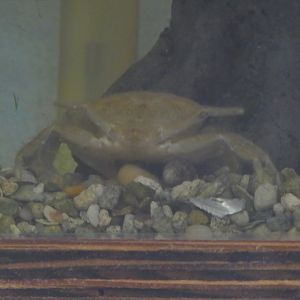 Crab ID?