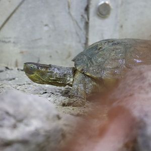 Turtle ID