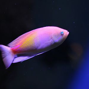 Pseudathias ID