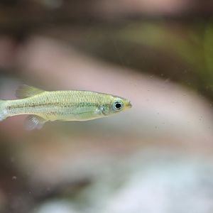 Fish ID