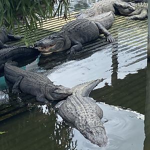 American Alligator (Alligator mississippiensis)