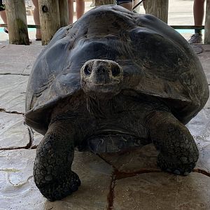 “Lucy” the Galapagos Giant Tortoise (Chelonoidis nigra sp.)