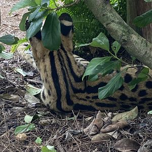 “Jabari” the Serval (Leptailurus serval)