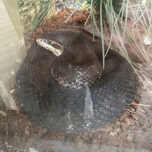 Florida Cottonmouth (Agkistrodon piscivorus conanti)
