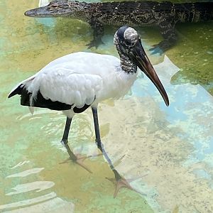 American Alligator (Alligator mississippiensis) and Wood Stork (Mycteria americana)