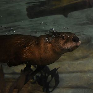 Pascal, 5-month-old river otter
