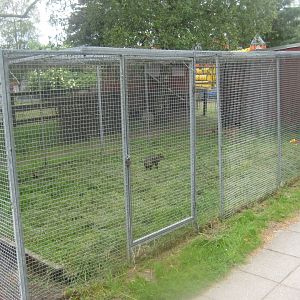 Hobro Minizoo - Agouti exhibit