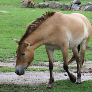 Przewalski's horse
