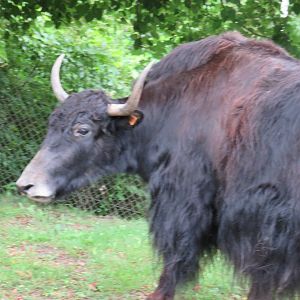 Domestic yak